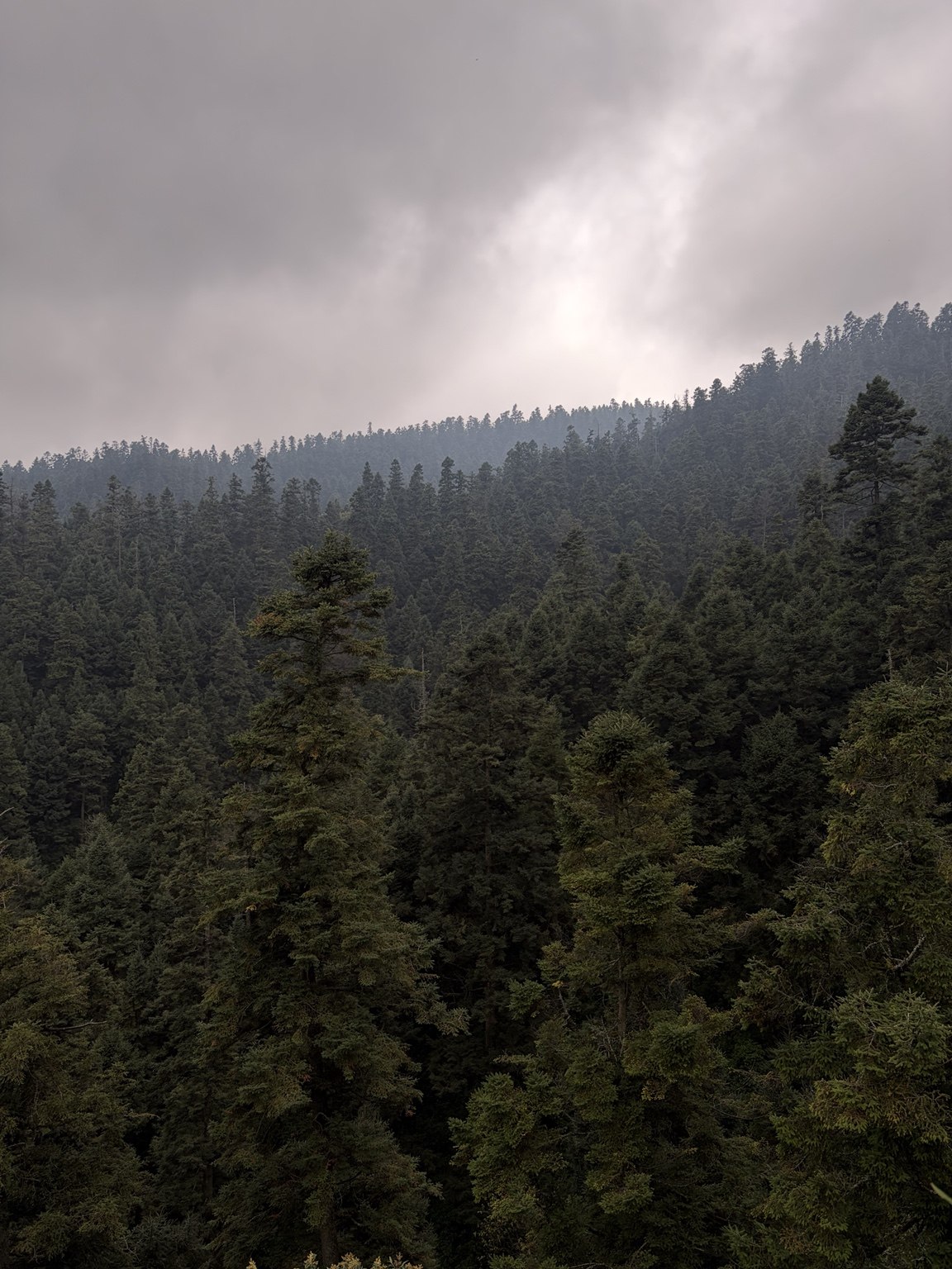 Bosque fotografiado por David, utilizado en la muestra Oliva